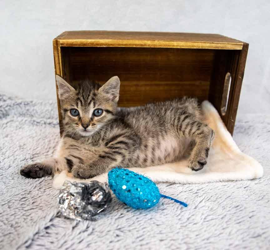 Enlarge Shannon, an adopted mixed breed in Kennesaw, GA image 6/6