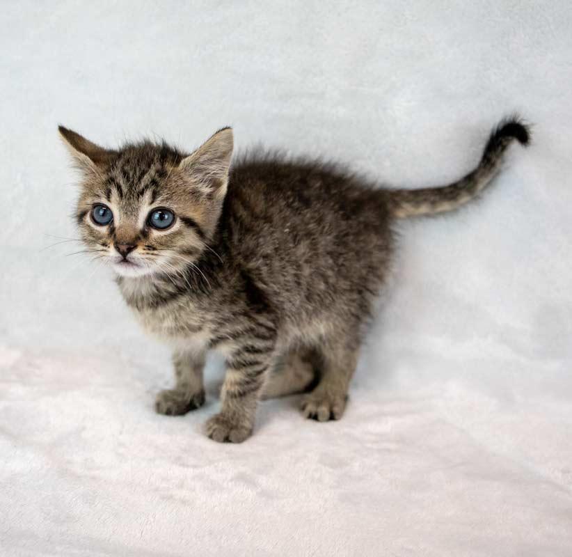 Enlarge Shannon, an adopted mixed breed in Kennesaw, GA image 4/6