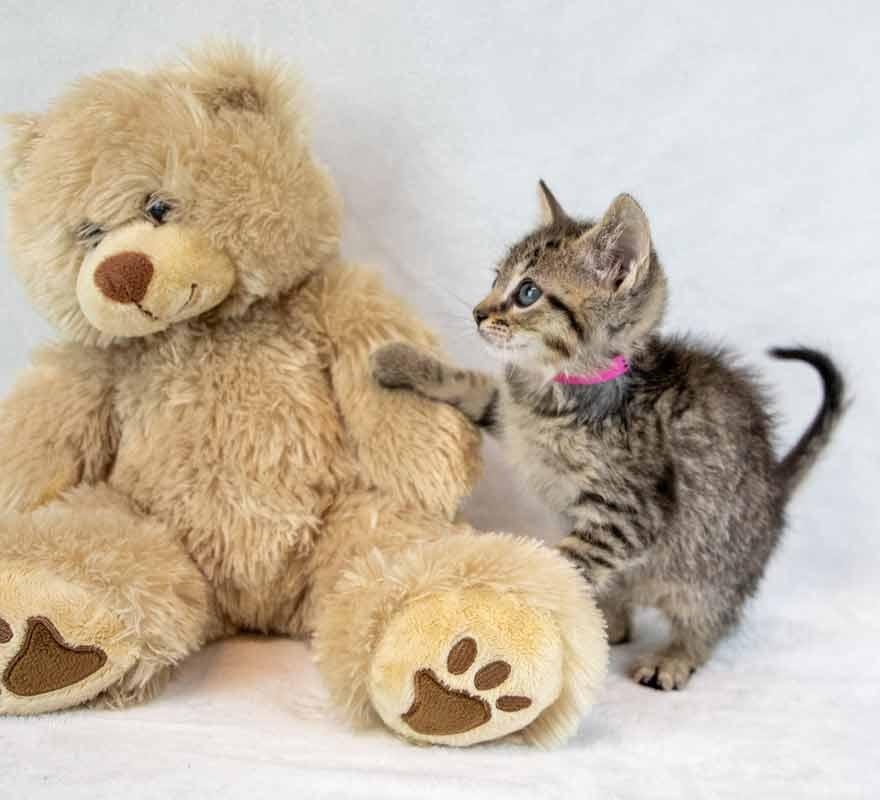 Enlarge Shannon, an adopted mixed breed in Kennesaw, GA image 2/6