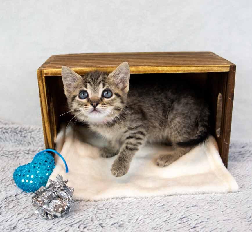 Enlarge Shannon, an adopted mixed breed in Kennesaw, GA image 3/6