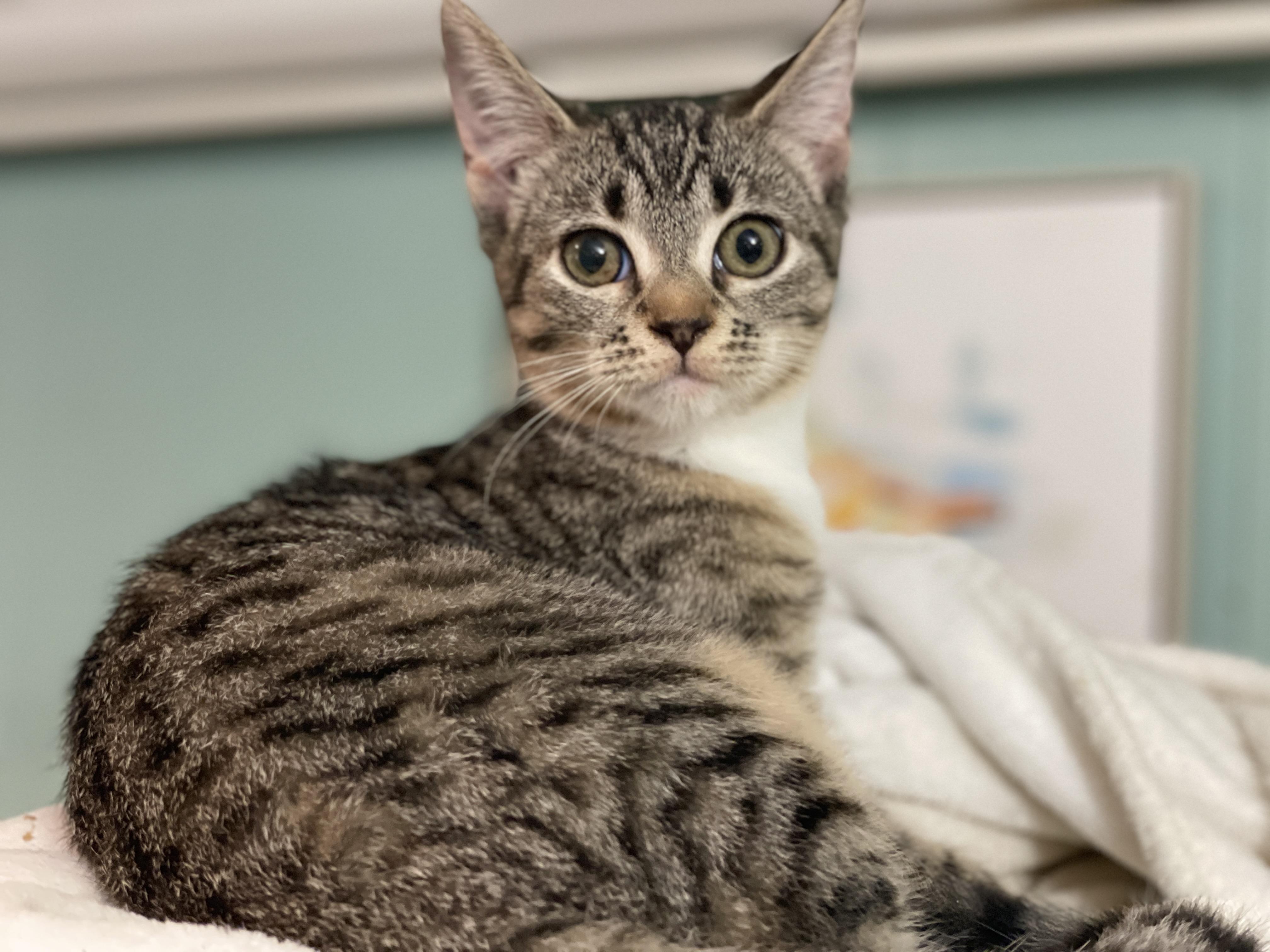 Enlarge Bonnie Rae, a Adoptable Domestic Short Hair in Keene, NH image 2/6