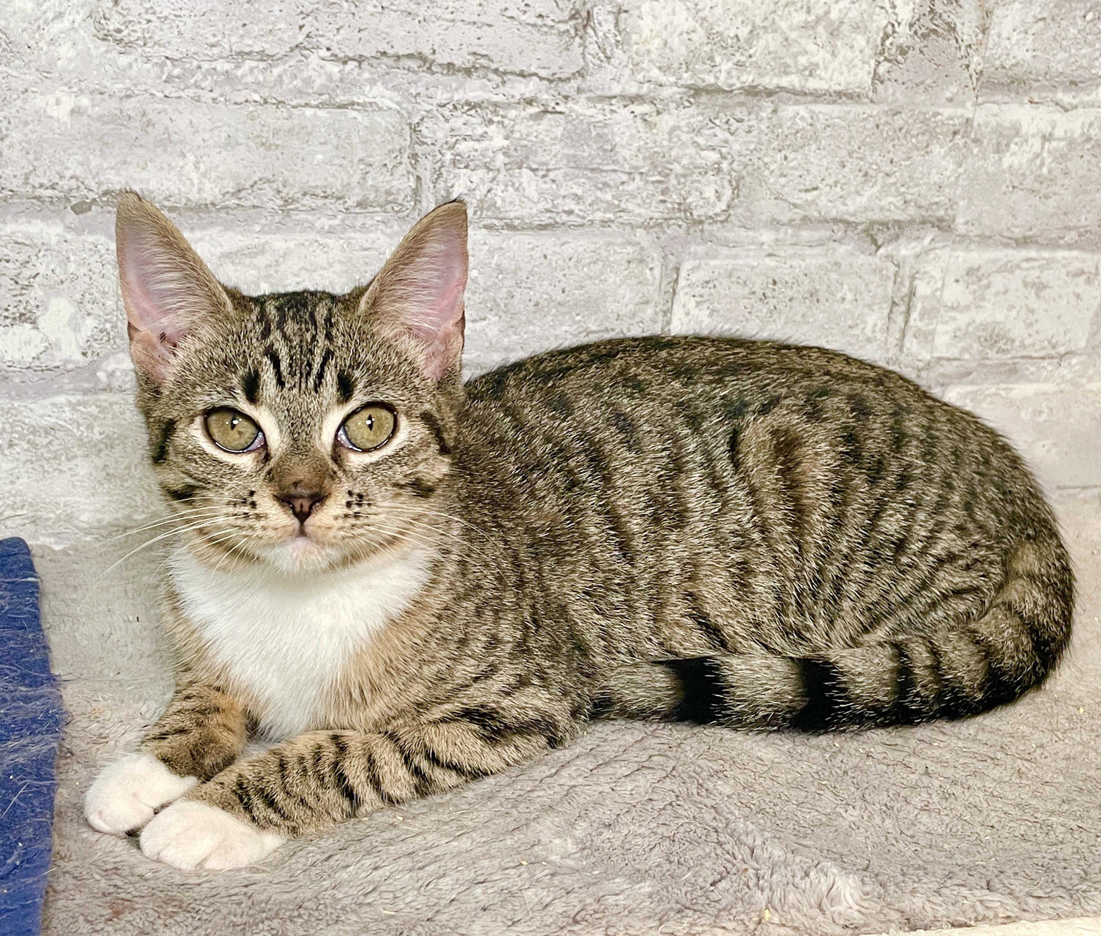 Enlarge Bonnie Rae, a Adoptable Domestic Short Hair in Keene, NH image 6/6