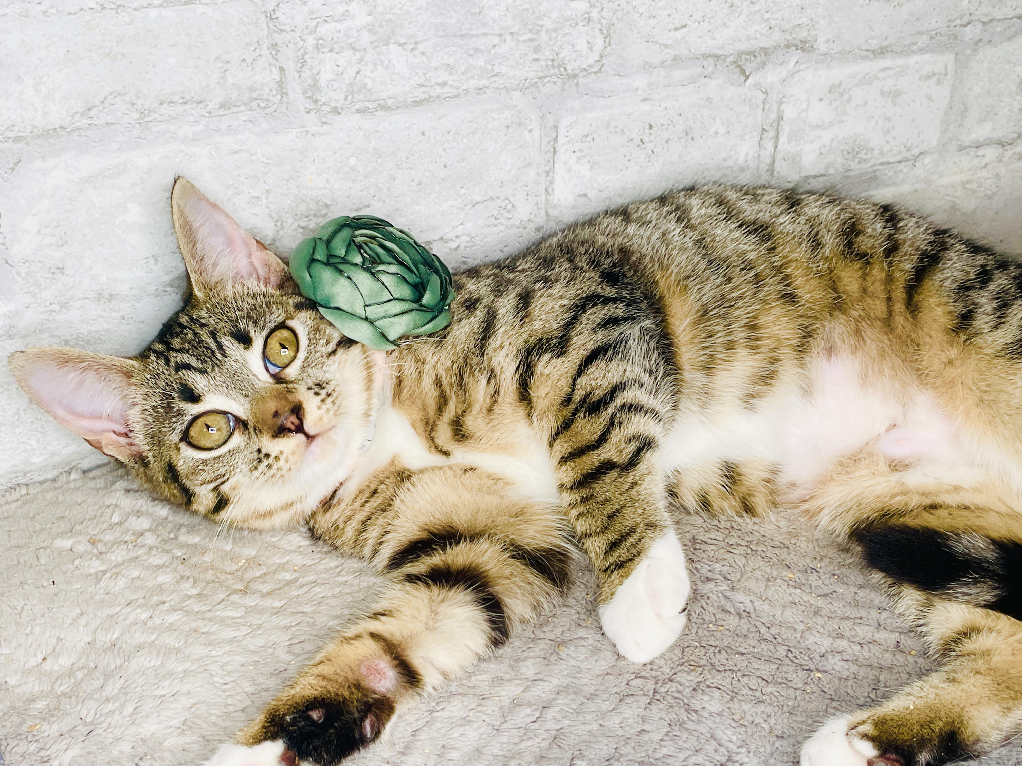 Enlarge Bonnie Rae, a Adoptable Domestic Short Hair in Keene, NH image 4/6