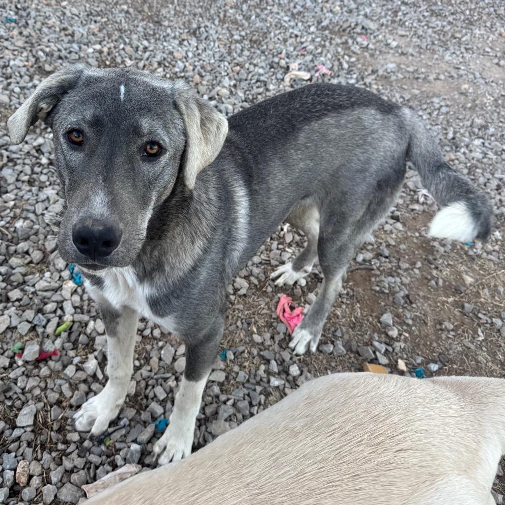 Shep, a Adoptable Anatolian Shepherd in Pineville, MO image 1/2