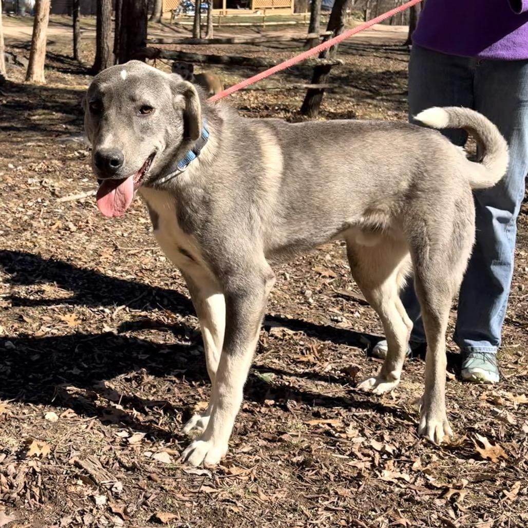 Enlarge Shep, a Adoptable Anatolian Shepherd in Pineville, MO image 2/4