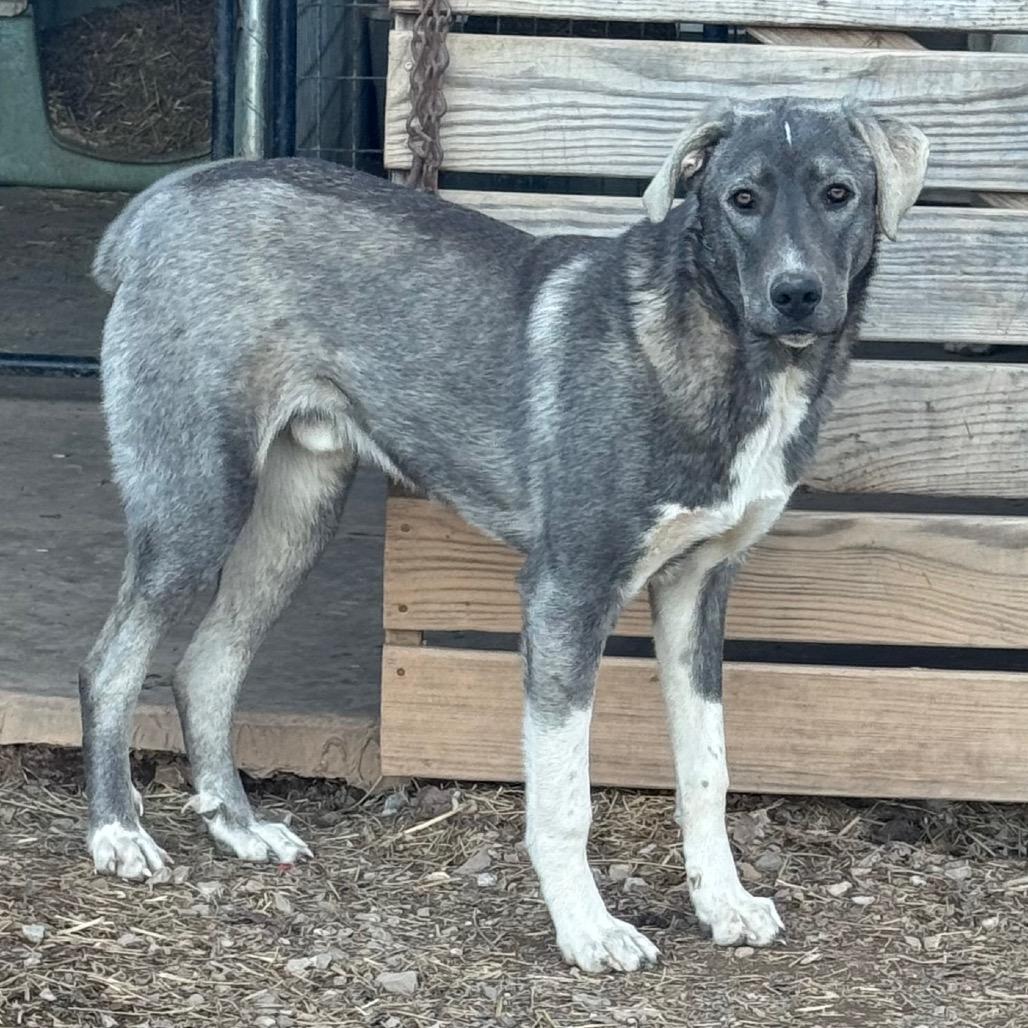 Shep, a Adoptable Anatolian Shepherd in Pineville, MO image 2/2