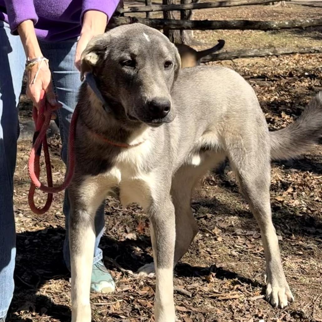 Enlarge Shep, a Adoptable Anatolian Shepherd in Pineville, MO image 4/4