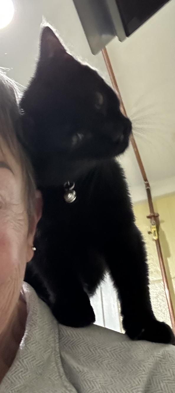 Jim, ADOPTABLE, Young Male Domestic Short Hair.