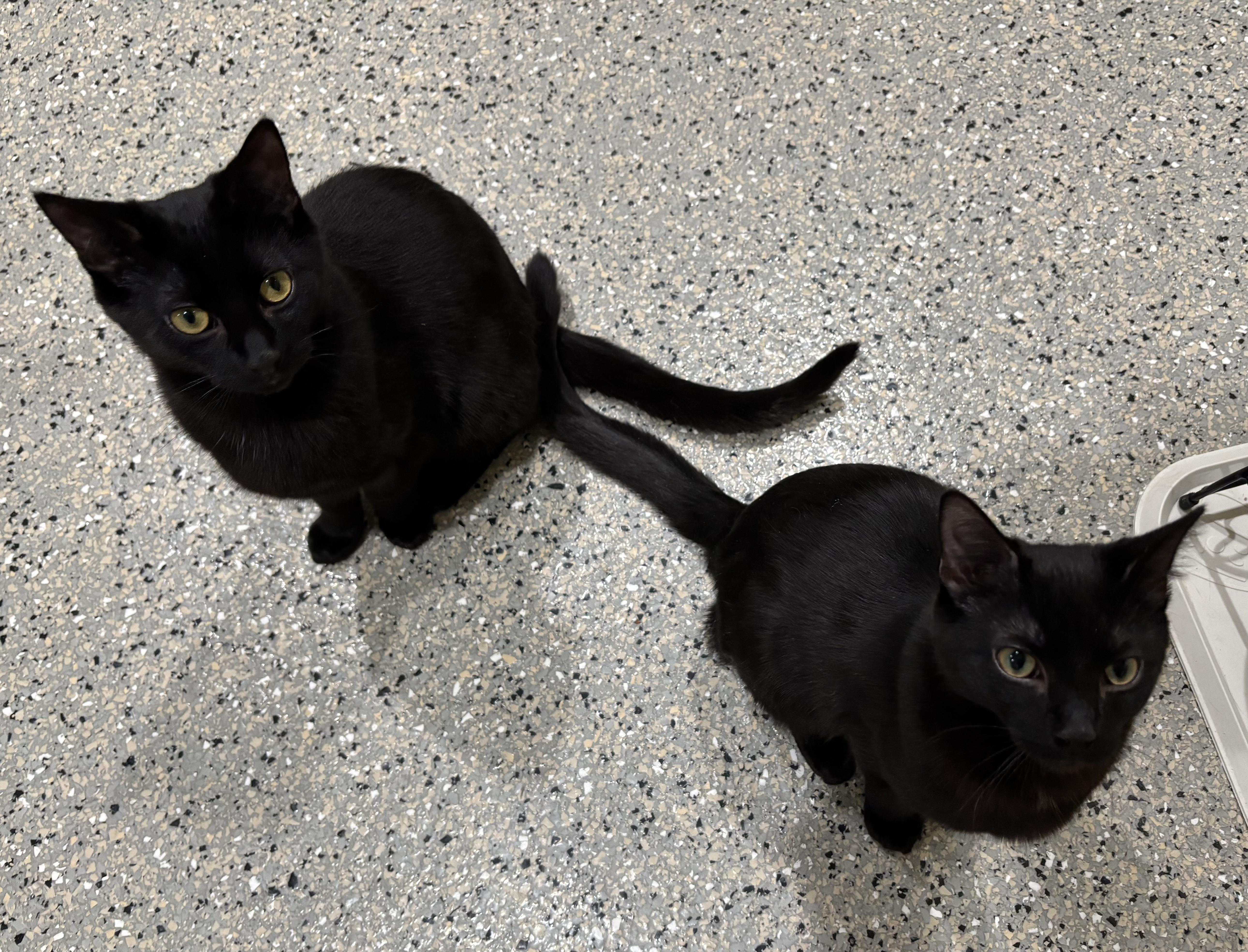 Enlarge Jim, a ADOPTABLE Domestic Short Hair in Kinnelon, NJ image 4/5