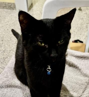 Enlarge Jim, a ADOPTABLE Domestic Short Hair in Kinnelon, NJ image 2/5