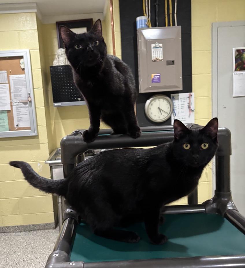 Enlarge Jim, a ADOPTABLE Domestic Short Hair in Kinnelon, NJ image 3/5