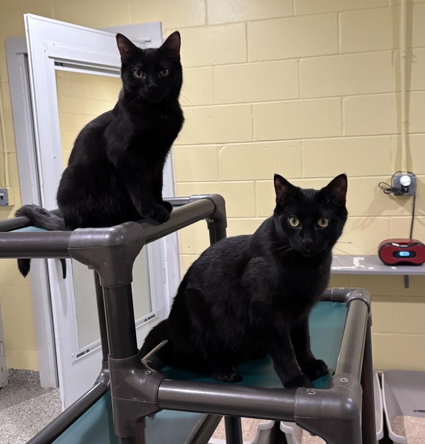 Enlarge Jim, a ADOPTABLE Domestic Short Hair in Kinnelon, NJ image 5/5