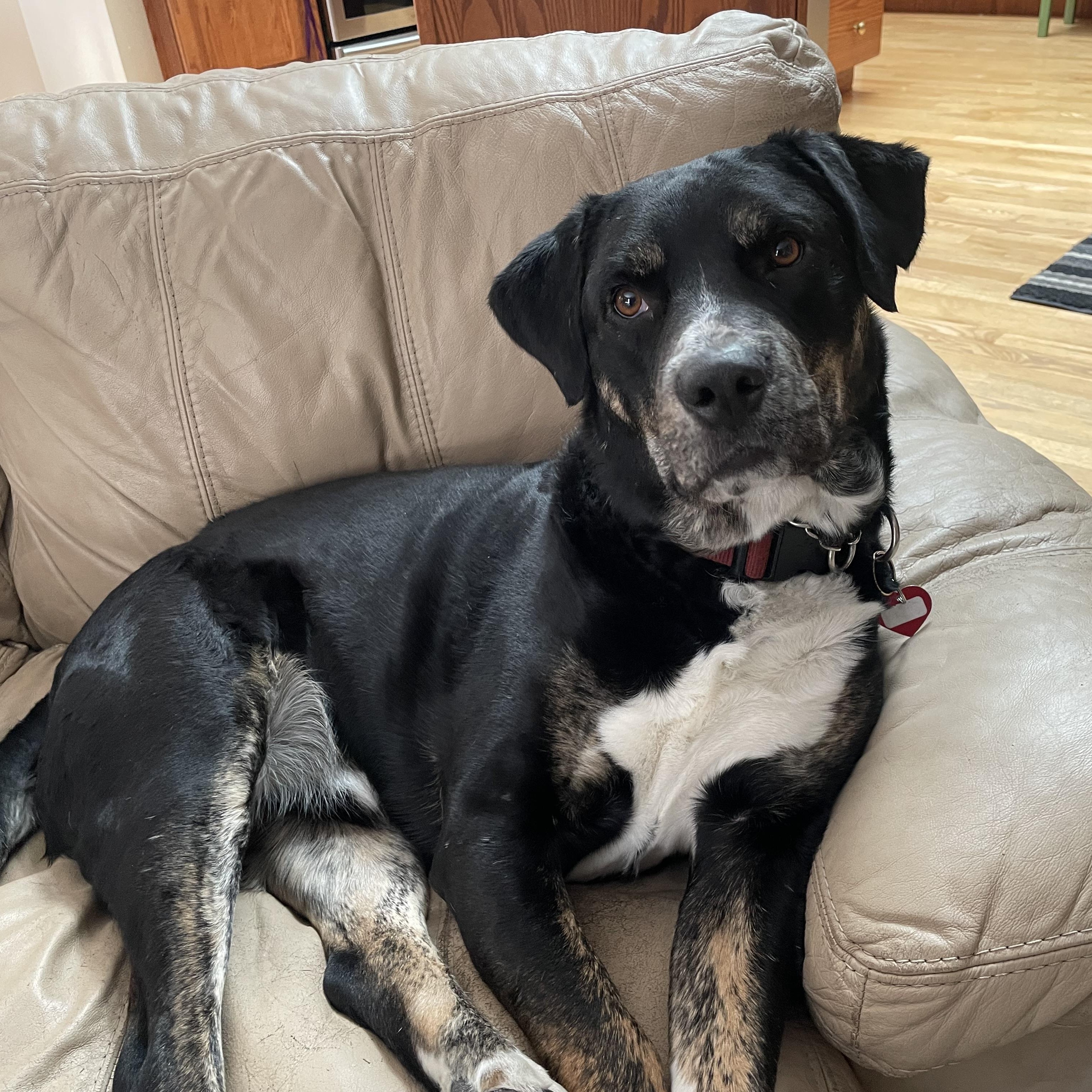Ohtani, Adult Male Labrador Retriever