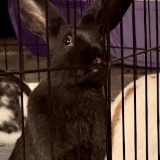 Jett (bonded with David), Adoptable, Young Male Bunny Rabbit & Rex.