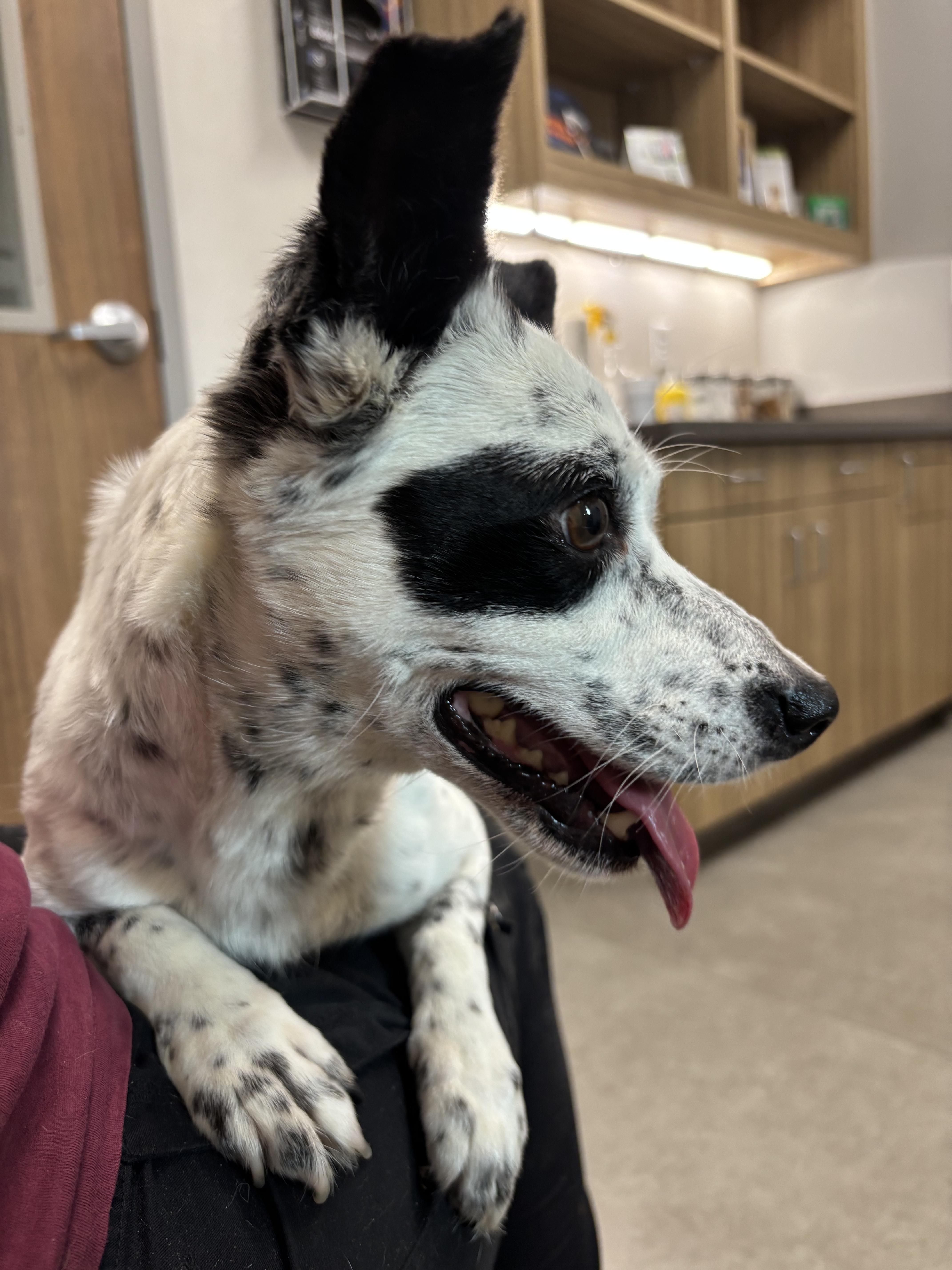 Enlarge Eileen, an adopted mixed breed in Athens, TX image 2/6