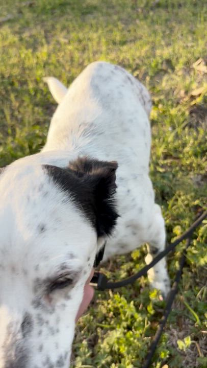 Enlarge Eileen, an adopted mixed breed in Athens, TX video 5/6