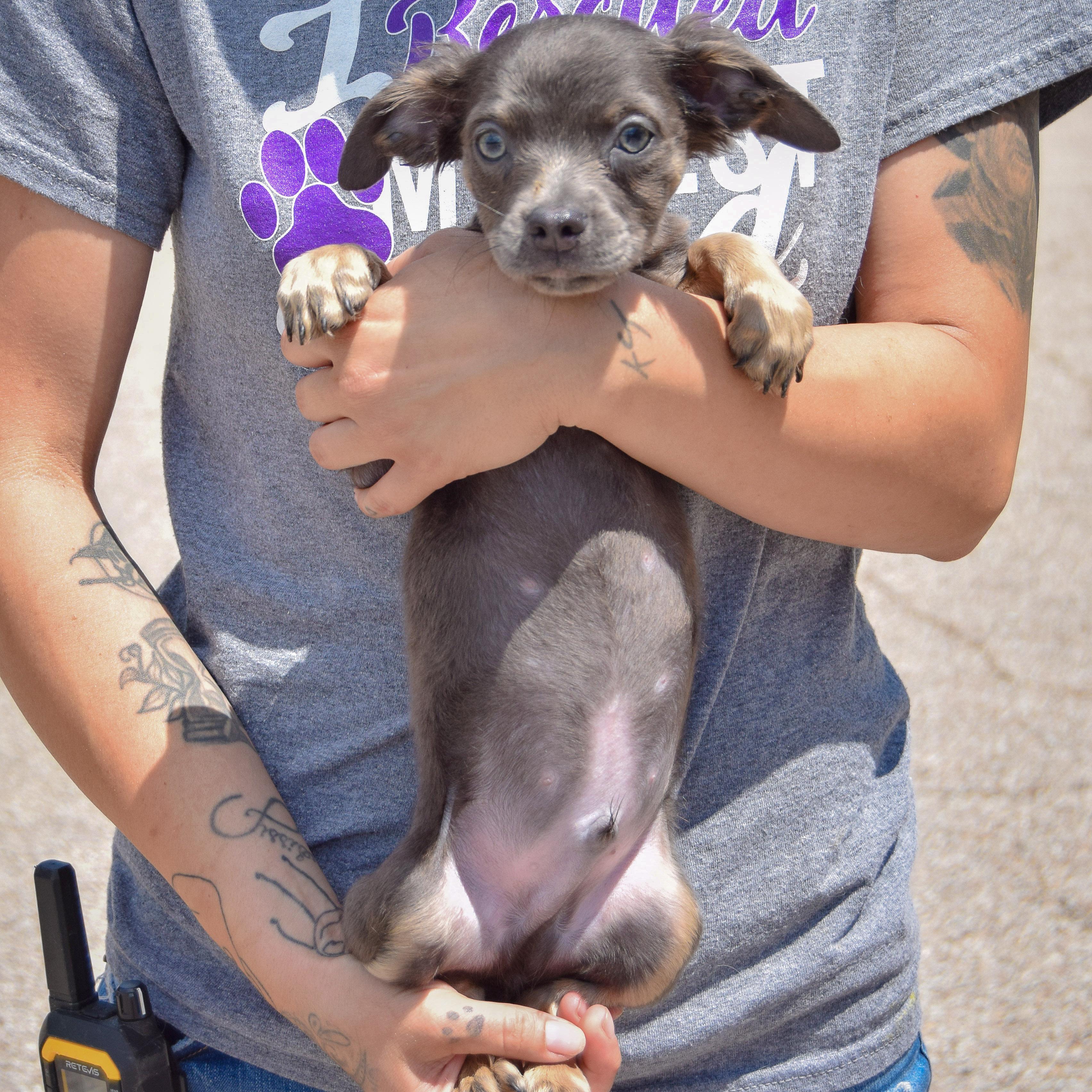 Burrito, an adoptable Papillon, Chihuahua in Huntley, IL, 60142 | Photo Image 3