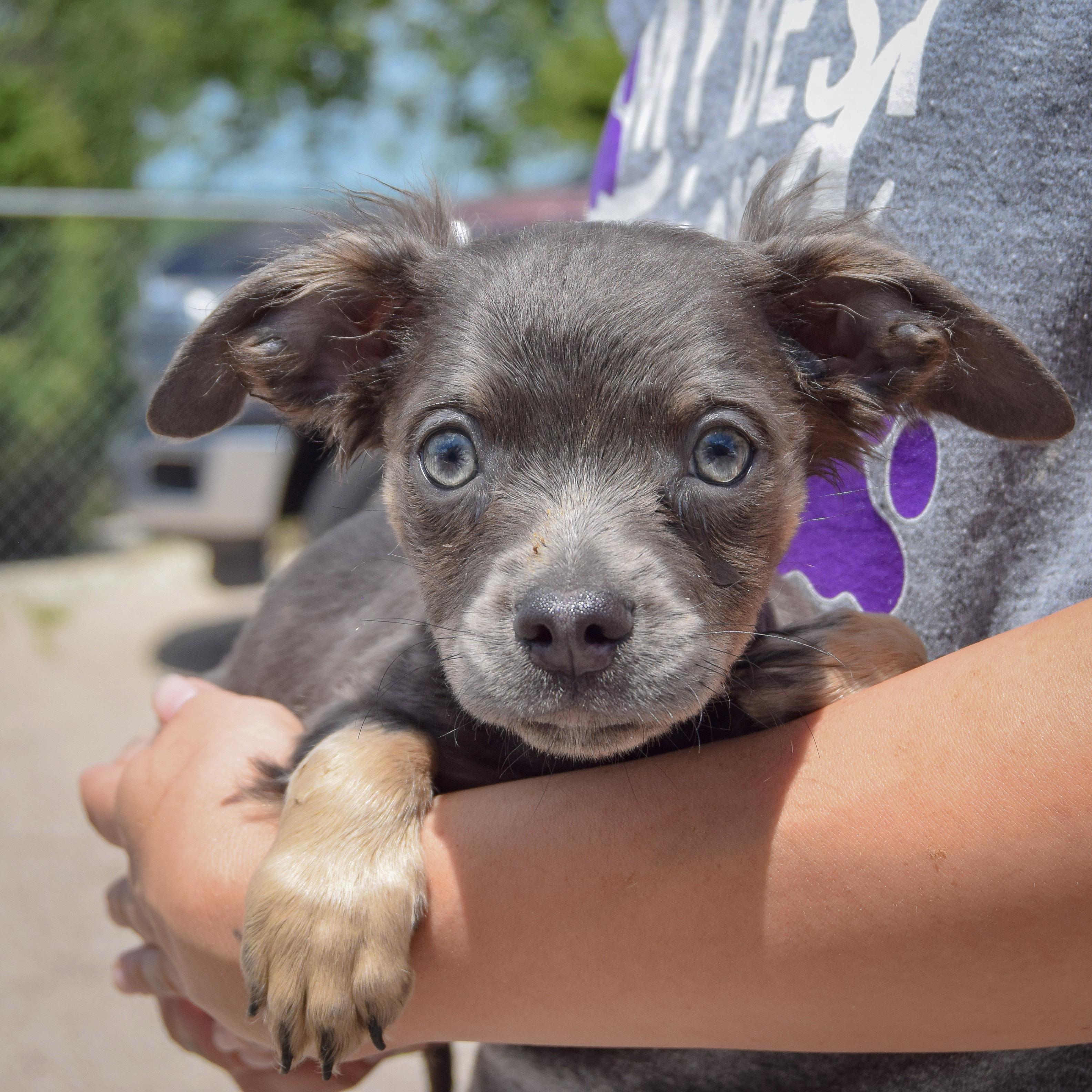 Burrito, an adoptable Papillon, Chihuahua in Huntley, IL, 60142 | Photo Image 4