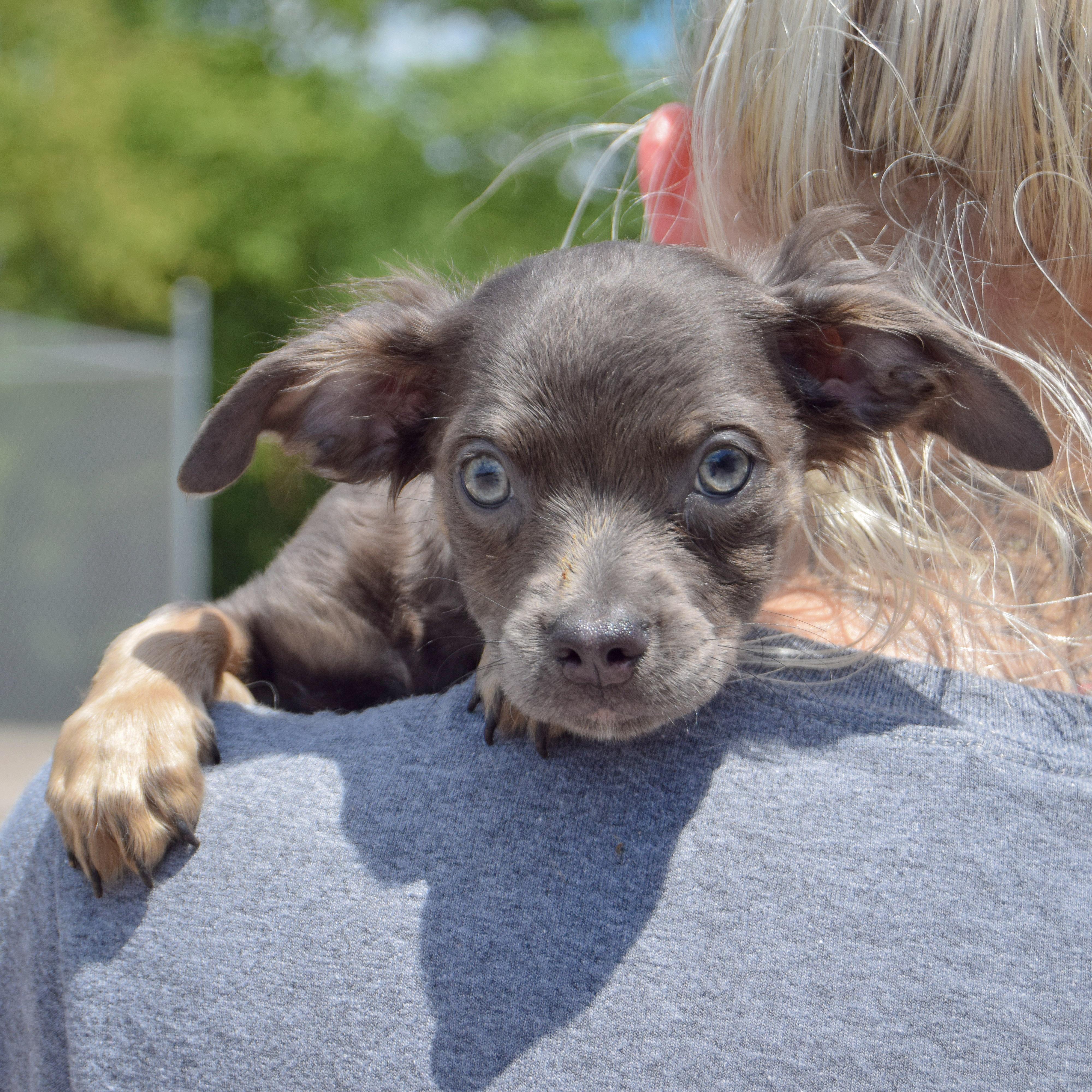 Burrito, an adoptable Papillon, Chihuahua in Huntley, IL, 60142 | Photo Image 5