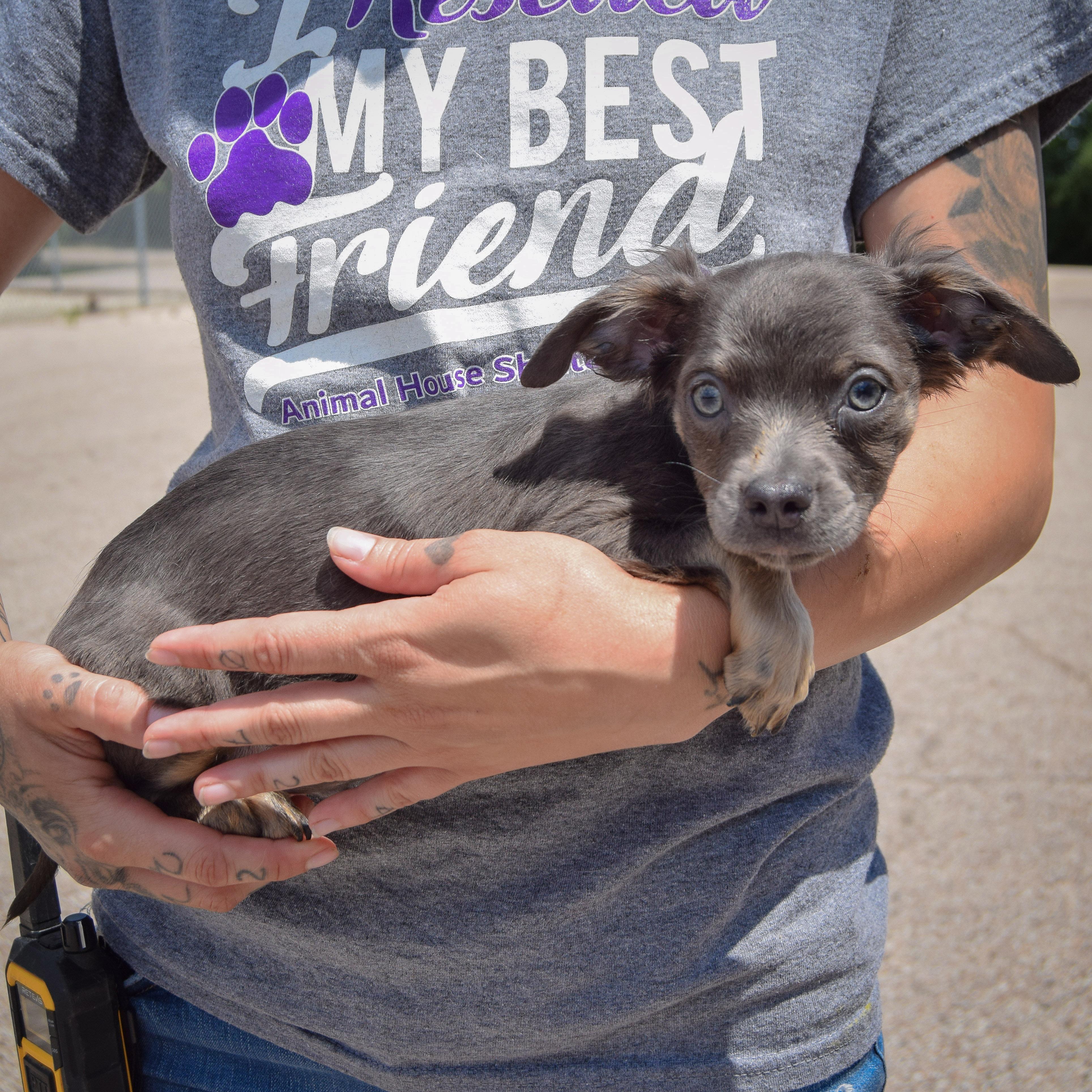 Burrito, an adoptable Papillon, Chihuahua in Huntley, IL, 60142 | Photo Image 2
