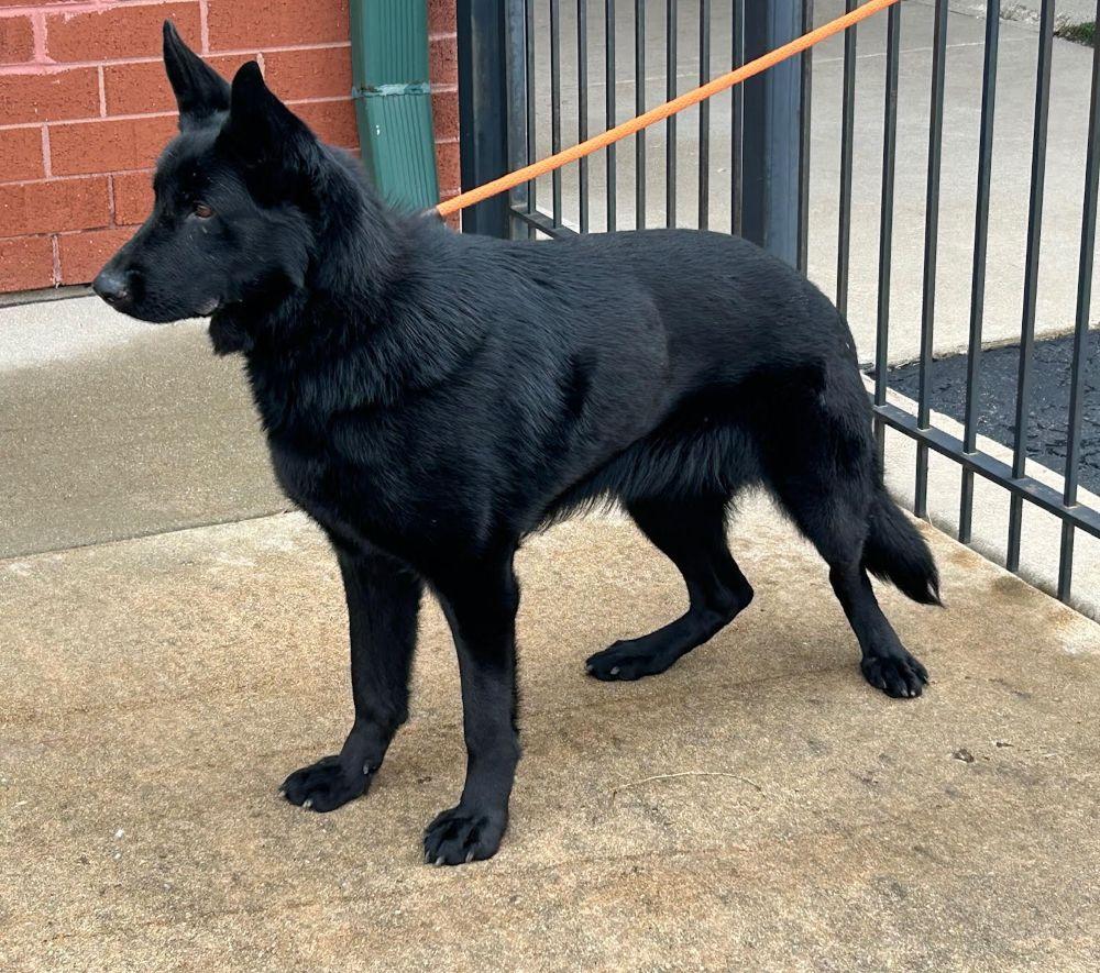 Lilith, a Adoptable German Shepherd Dog in Barrington, IL image 4/6