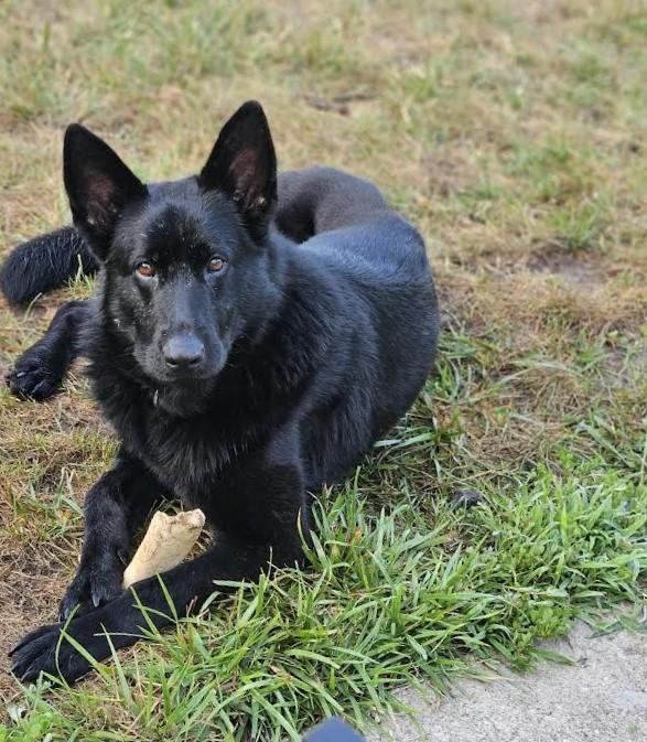 Lilith, a Adoptable German Shepherd Dog in Barrington, IL image 1/6