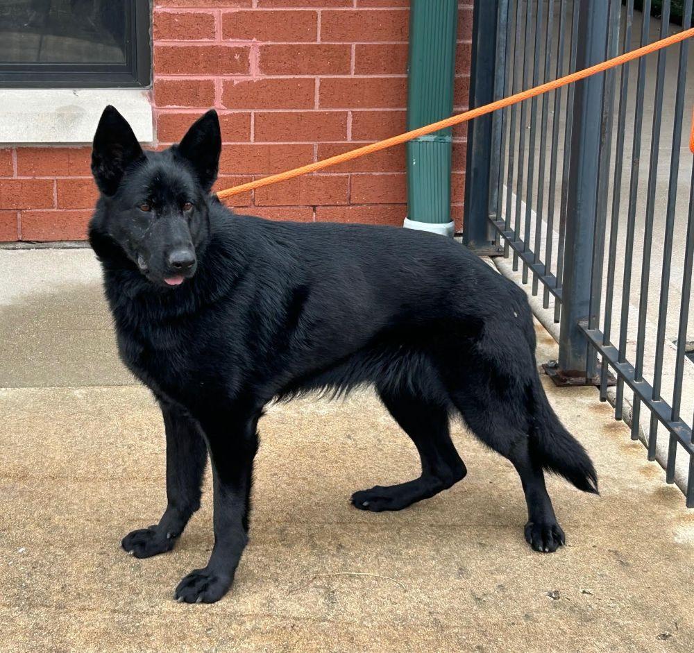 Lilith, a Adoptable German Shepherd Dog in Barrington, IL image 2/6
