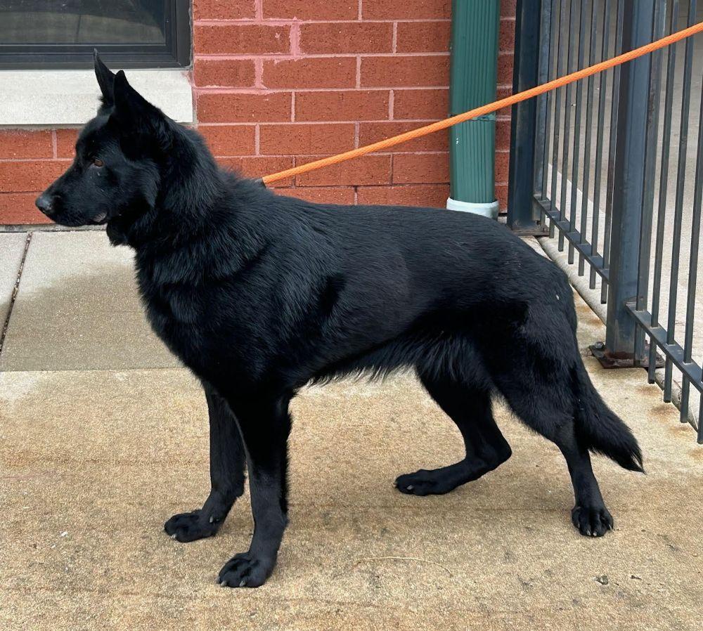 Lilith, a Adoptable German Shepherd Dog in Barrington, IL image 5/6