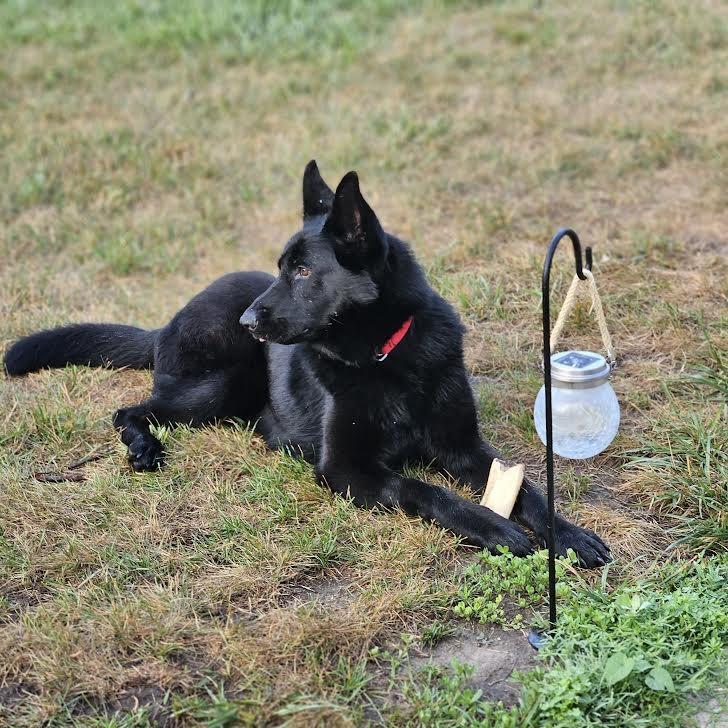 Lilith, a Adoptable German Shepherd Dog in Barrington, IL image 3/6