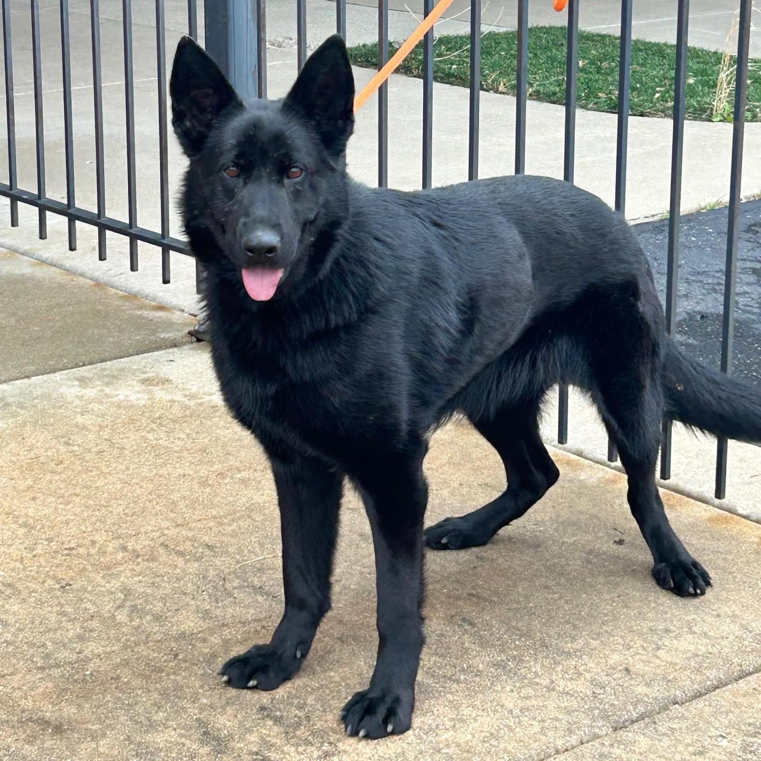 Lilith, a Adoptable German Shepherd Dog in Barrington, IL image 6/6