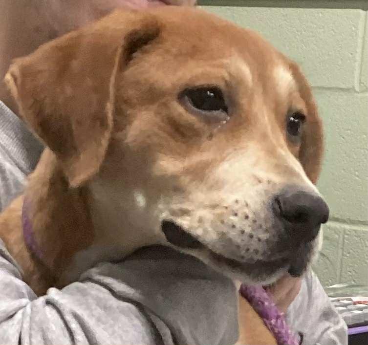 Ellie, Adoptable, Young Female Hound.