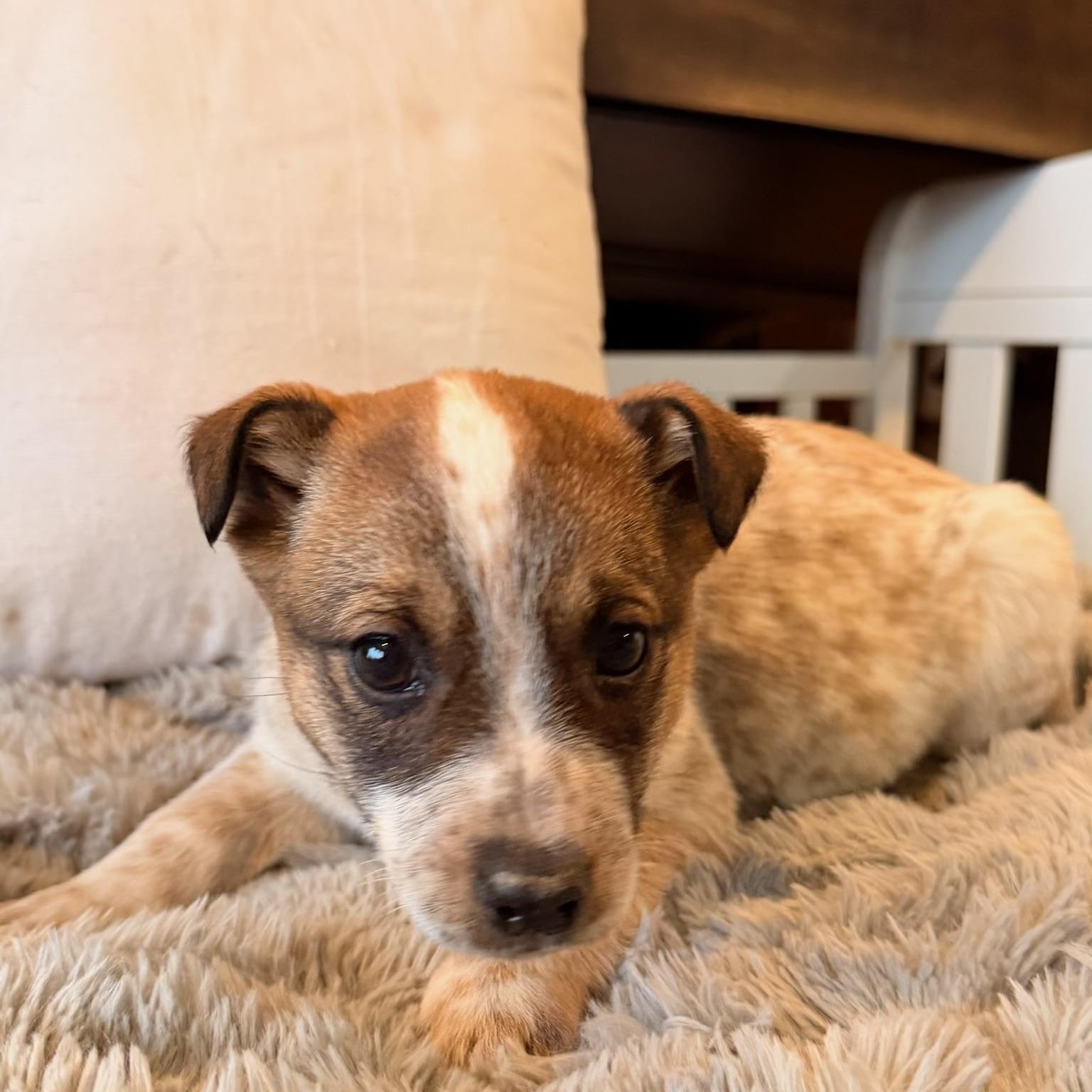 Reese , an adoption pending mixed breed in North Freedom, WI image 1/3