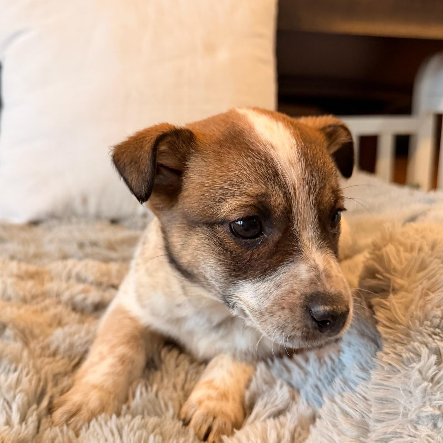 Reese , an adoption pending mixed breed in North Freedom, WI image 3/3