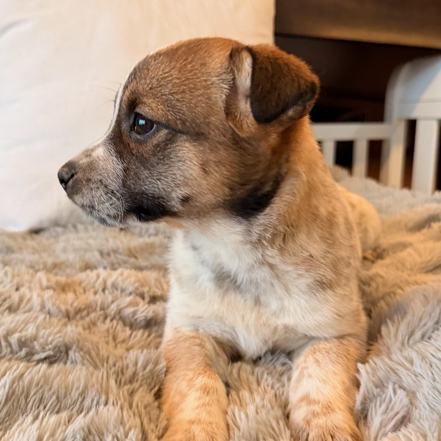 Reese , an adoption pending mixed breed in North Freedom, WI image 2/3