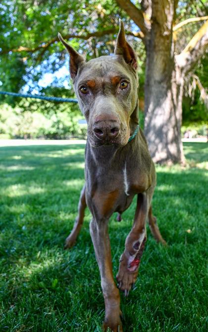 Butch, Adoptable, Adult Male Doberman Pinscher & Mixed Breed.