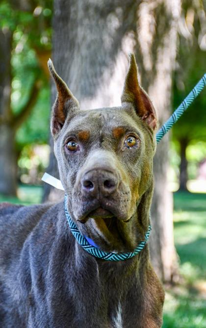 Enlarge Butch, a Adoptable mixed breed in Yakima, WA image 2/3