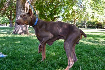 Butch, Adoptable, Adult Male Doberman Pinscher & Mixed Breed.