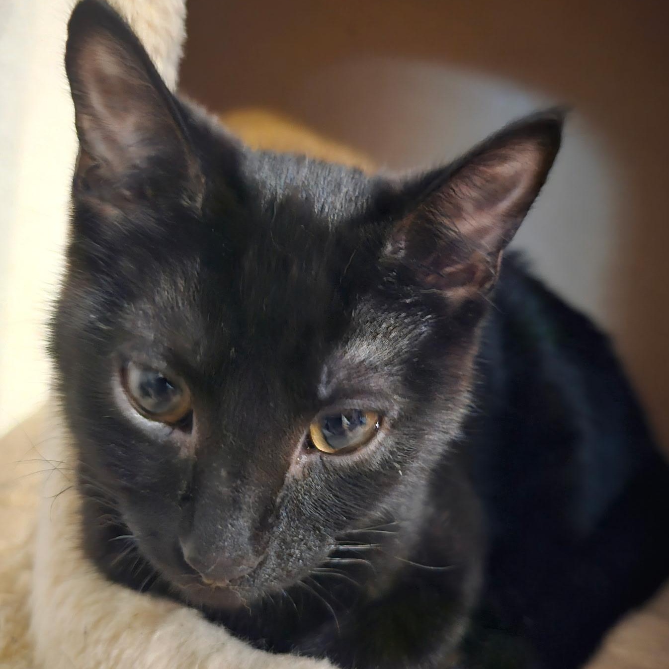 Kovu, ADOPTABLE, Kitten Female Domestic Short Hair.