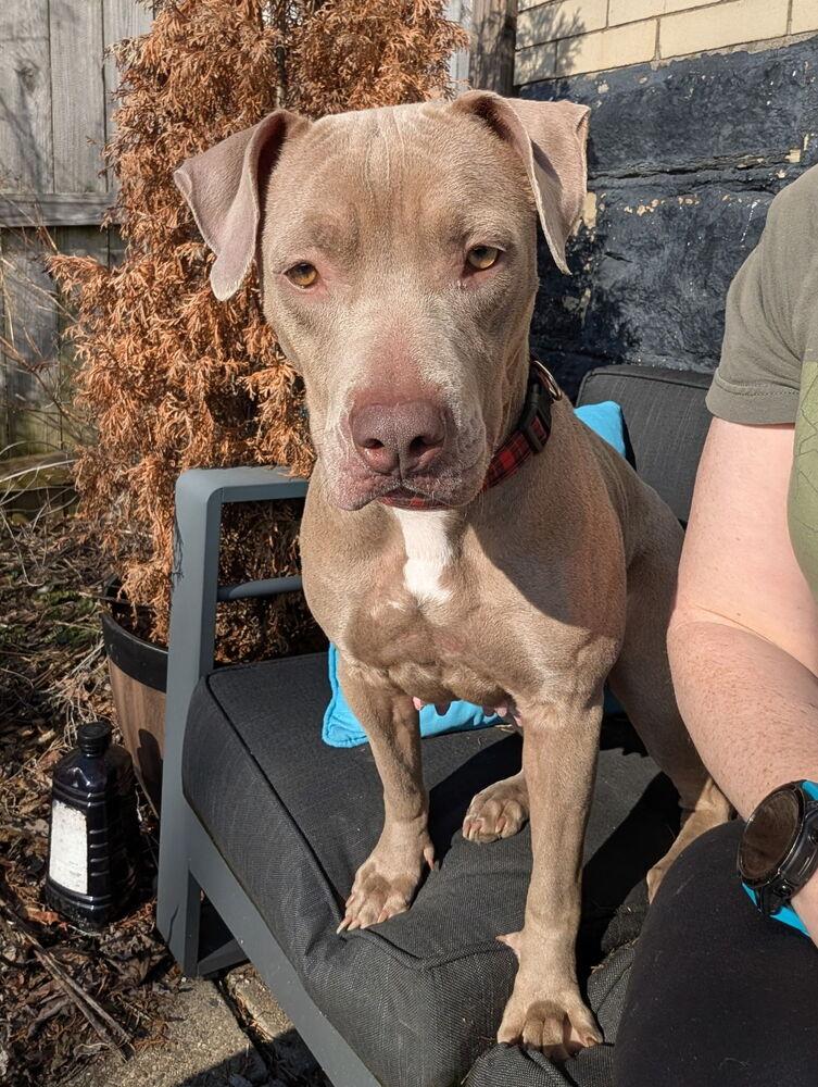 Lida, Adoptable, Adult Female Pit Bull Terrier.