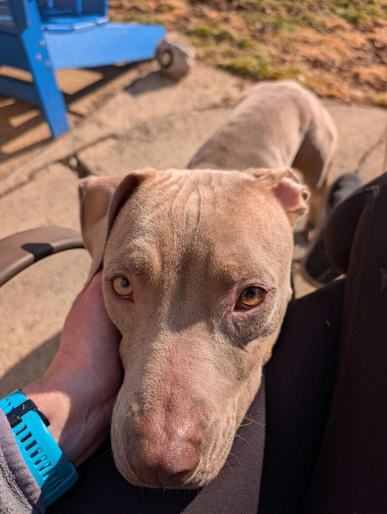 Lida, a Adoptable mixed breed in Irwin, PA image 1/4