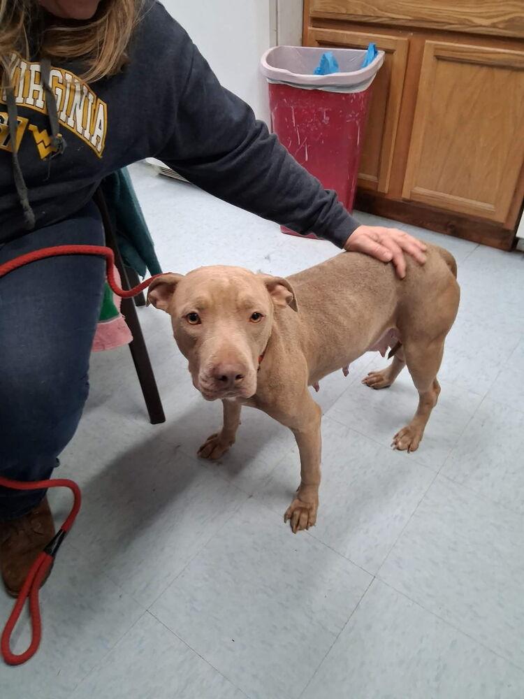 Lida, a Adoptable mixed breed in Irwin, PA image 2/4