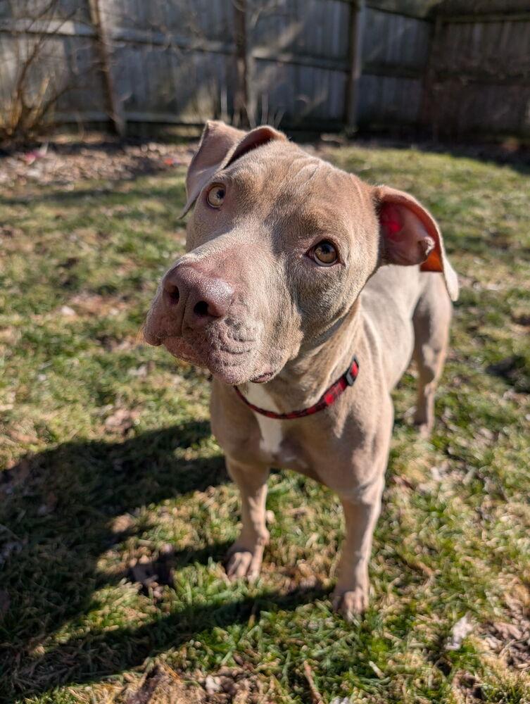Lida, a Adoptable mixed breed in Irwin, PA image 3/4