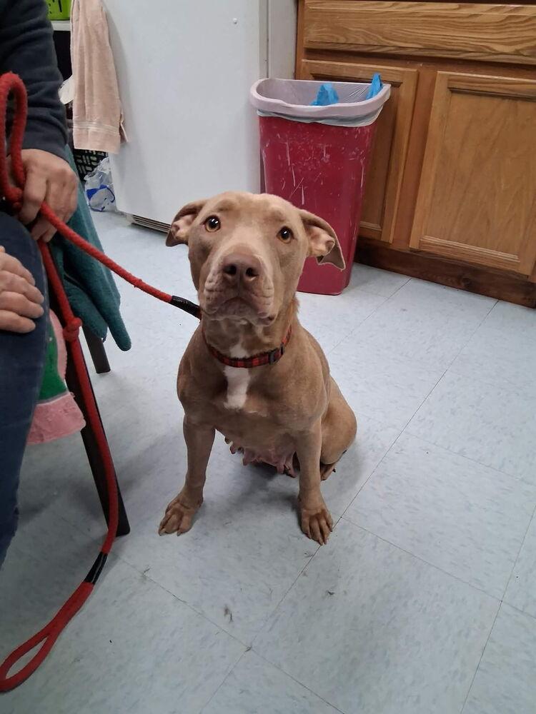 Lida, a Adoptable mixed breed in Irwin, PA image 4/4