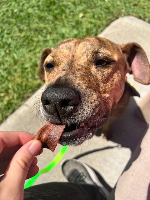 Enlarge Coco, a Adoptable Pit Bull Terrier in Elk Grove, CA image 1/1