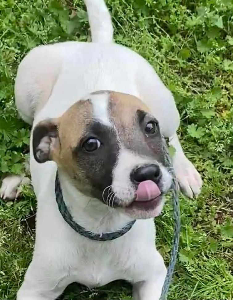 Poppy, Adoptable, Puppy Female Beagle & Mixed Breed.