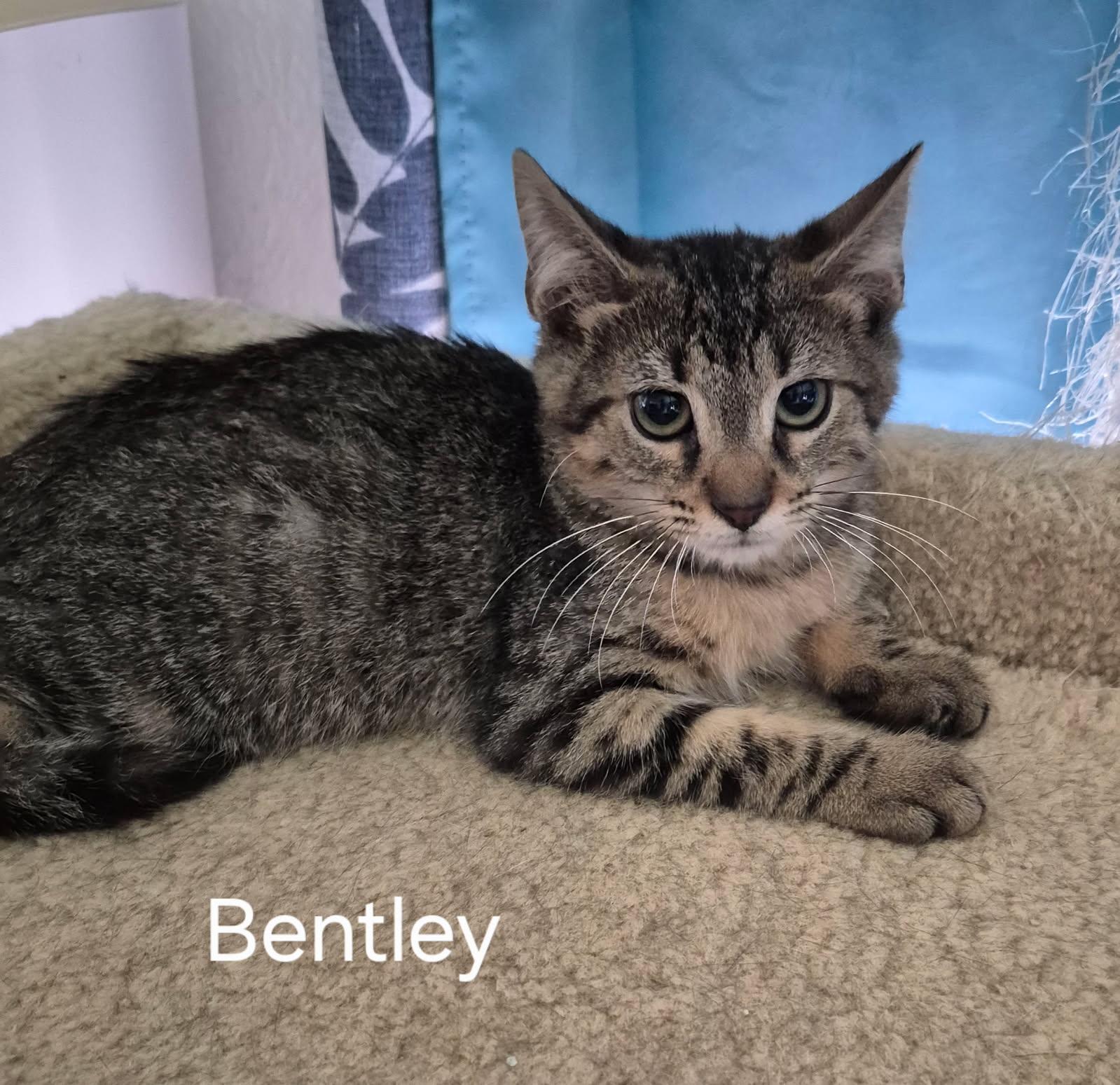Enlarge Bentley, a Adopted Domestic Short Hair in Oviedo, FL image 2/2