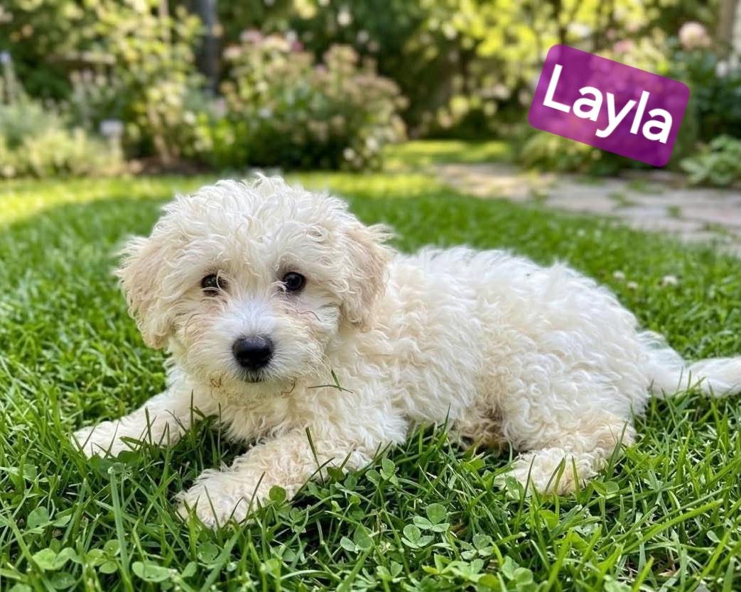 Layla, Adoptable, Puppy Female Havanese.