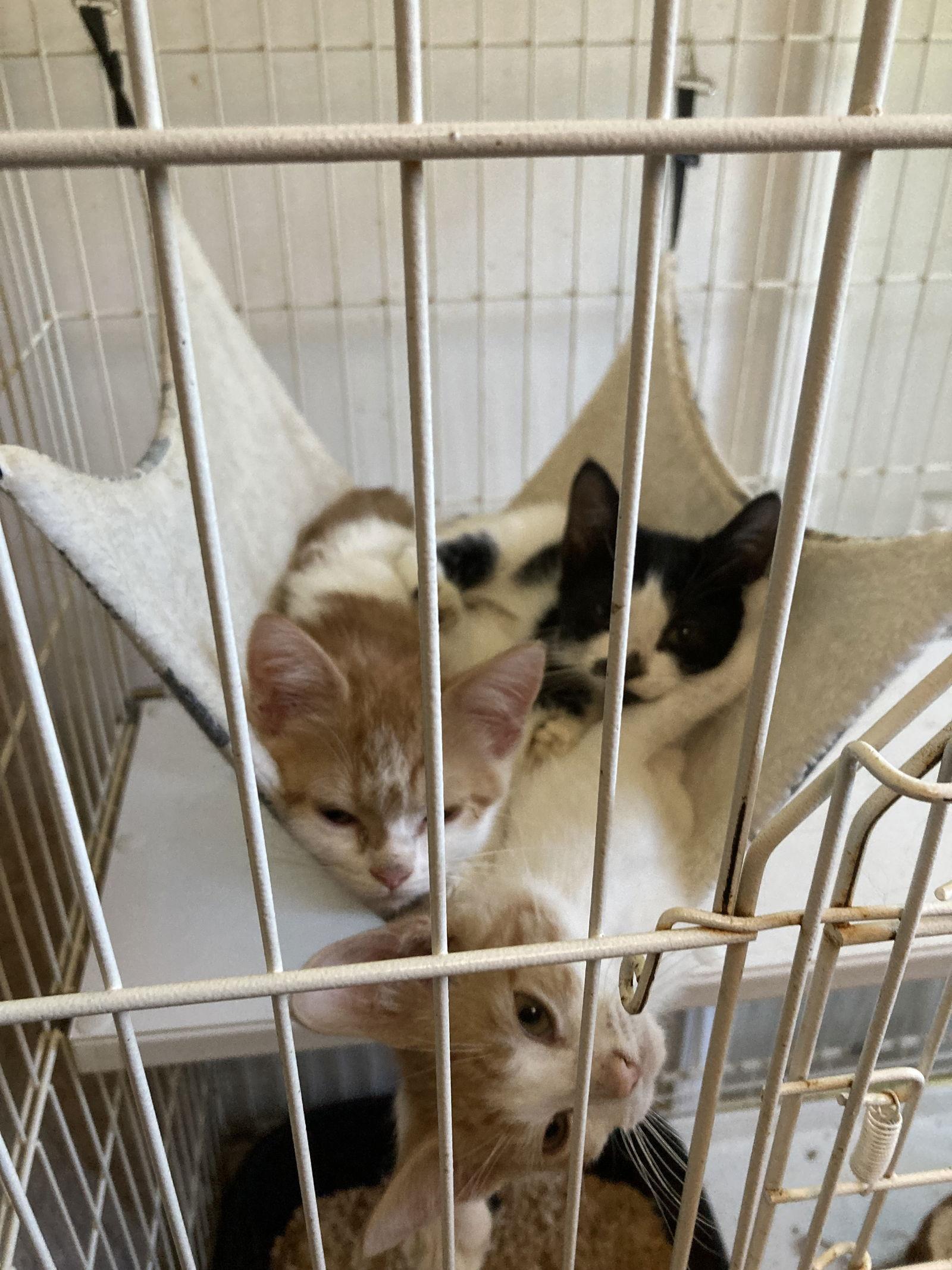 Vevan, a Adoptable Domestic Short Hair in Chatham, VA image 2/2