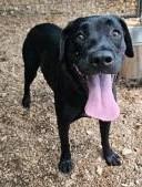 Jelly, Adoptable, Young Female Labrador Retriever.