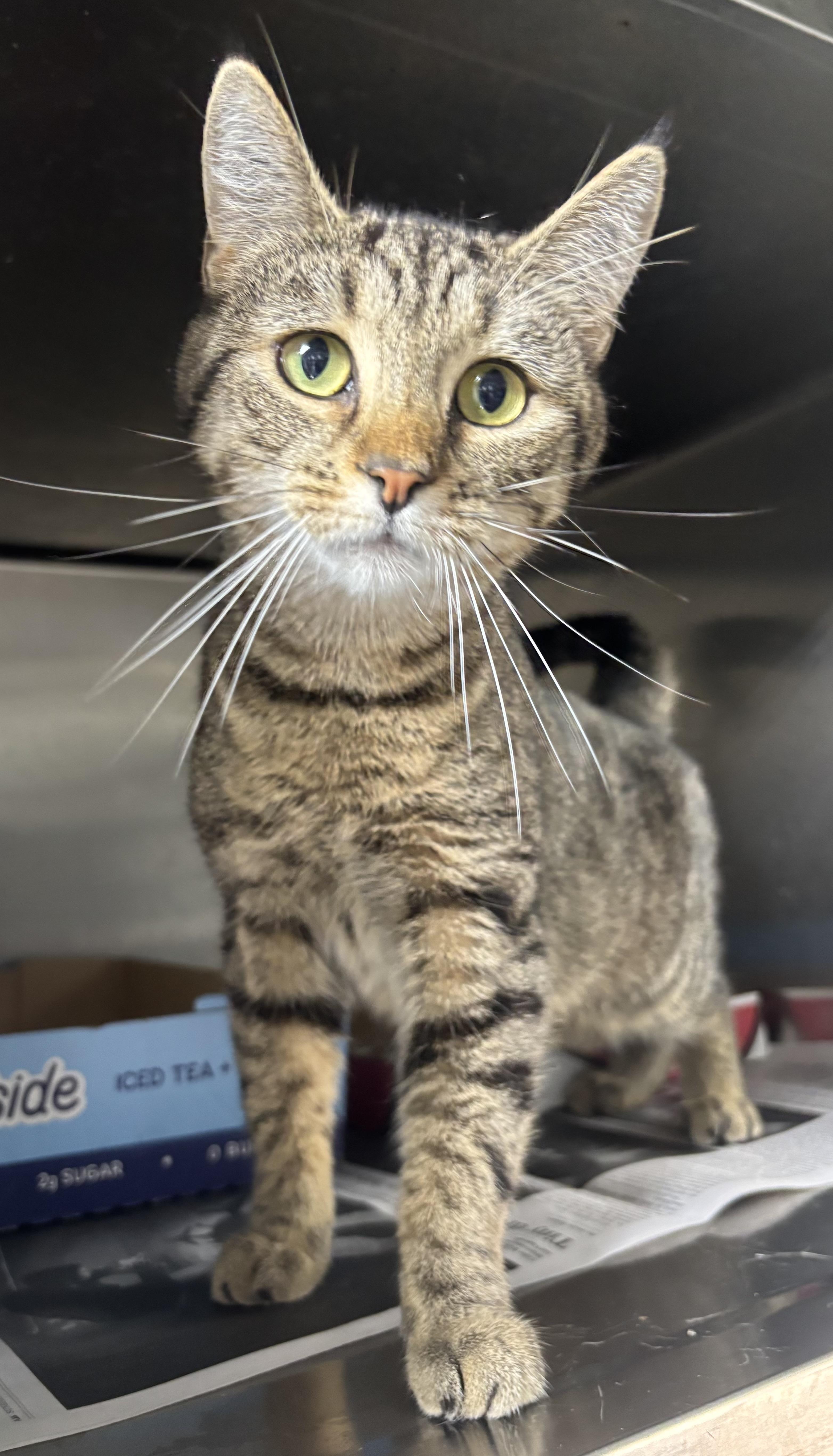 Kerri, Adoptable, Young Female Domestic Short Hair.